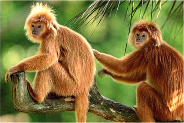 夢到了拜神香很短是什麼徵兆_周公解夢官網