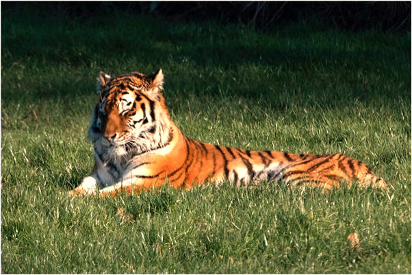 夢見和同學換床位是好的徵兆嗎_周公解夢官網