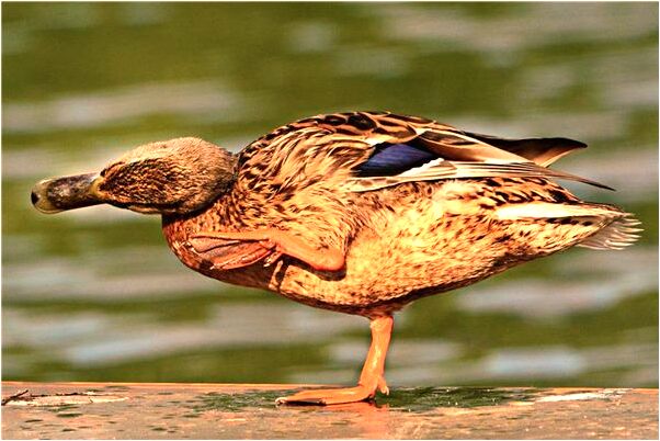 夢到牛魔王罵我預示了什麼_周公解夢官網