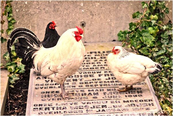 夢到父母鬧矛盾意味著什麼_周公解夢官網