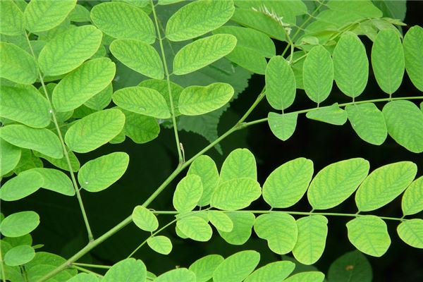 夢到假樹會是什麼預兆_周公解夢