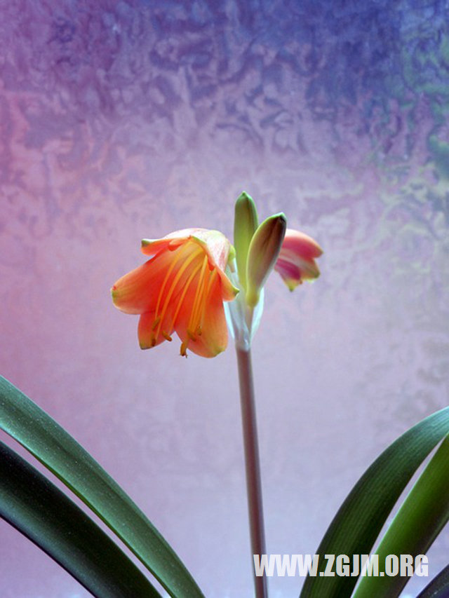 夢見已婚女人自己結婚_周公解夢夢到已婚女人自己結婚是什麼意思_做夢夢見已婚女人自己結婚好不好_周公解夢官網