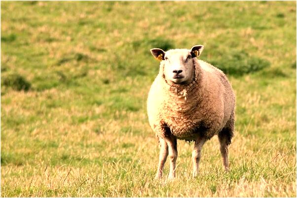 夢到了木頭大肚佛是啥預兆_周公解夢官網