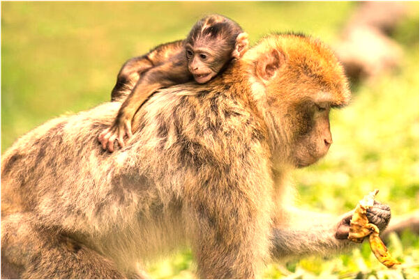 夢到了與女性朋友通電話的預兆_周公解夢官網