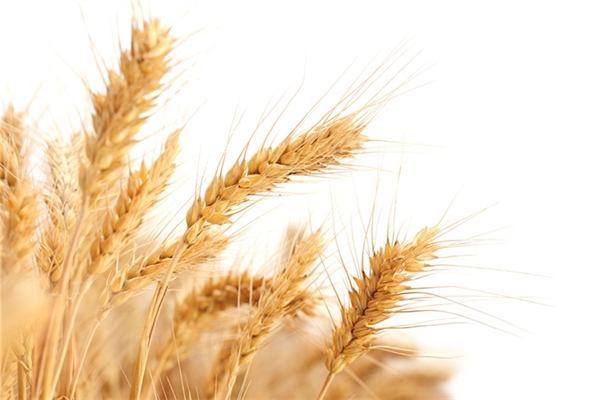 夢到了老師嗮麥子意味著什麼_周公解夢