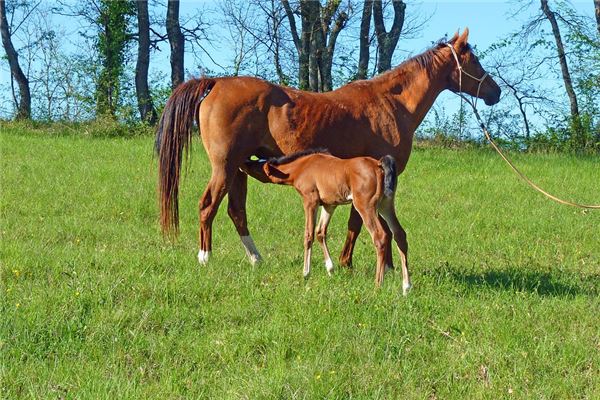 夢到吸奶頭是什麼徵兆_周公解夢