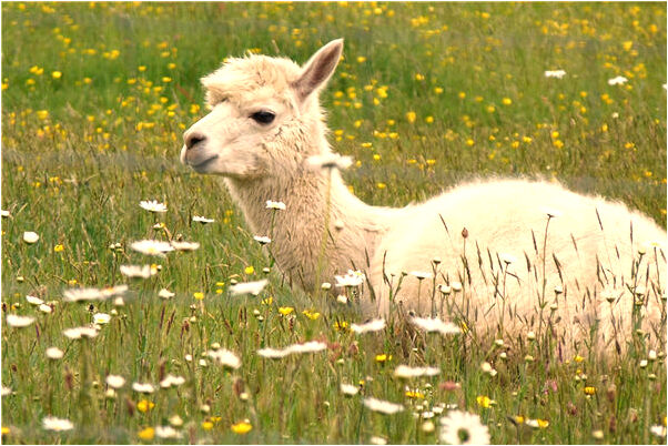 夢到自己回到老家是好事還是壞事_周公解夢官網