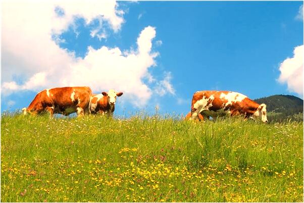 夢見車後輪被偷會是什麼預兆_周公解夢官網