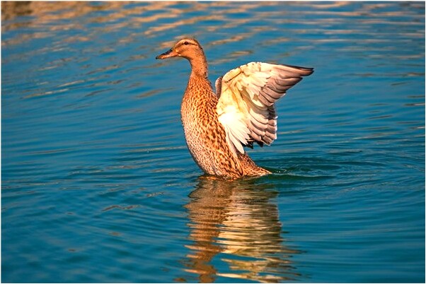夢到了自己在藍色海洋是什麼意思_周公解夢官網