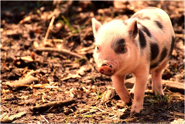 夢到了上司請我吃飯會是什麼預兆_周公解夢官網