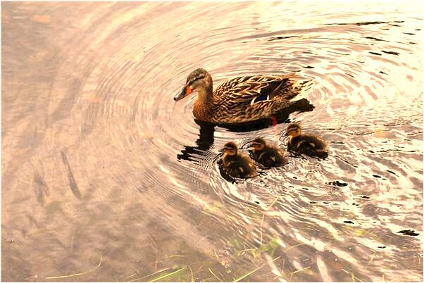 夢見自己燒火是咋回事_周公解夢官網