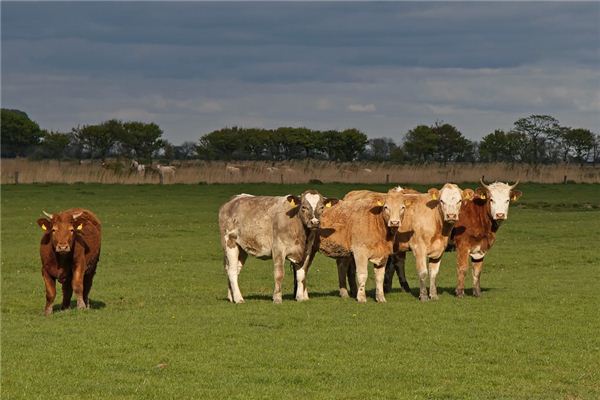屬牛人的命運_十二生肖