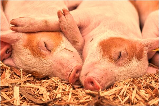 夢見剪了短髮頭髮很順是咋回事_周公解夢官網