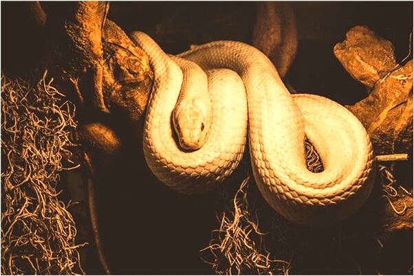 夢到自己吃毛肚預示什麼_周公解夢官網