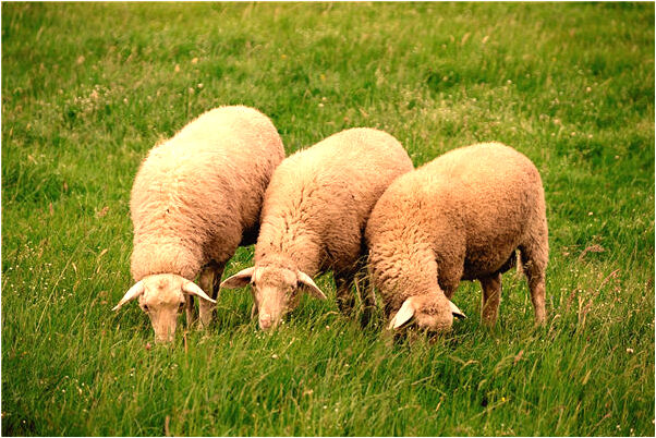 夢到了老公的前妻聲小孩是好是壞_周公解夢官網