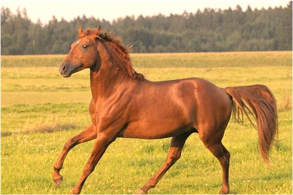 夢到了和剛去世的親人捉貓有什麼徵兆_周公解夢官網