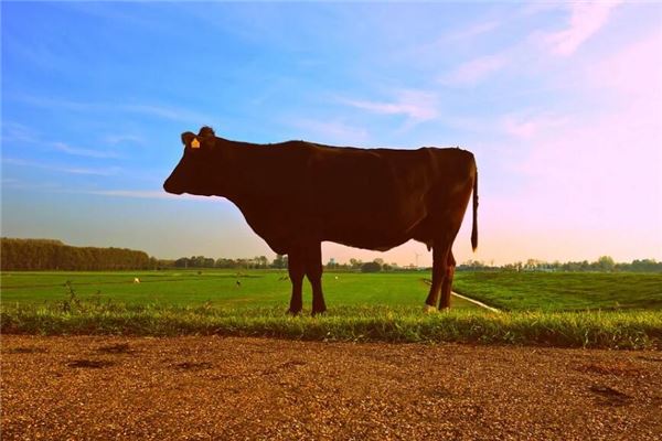 1985年的人什麼生肖五行_十二生肖