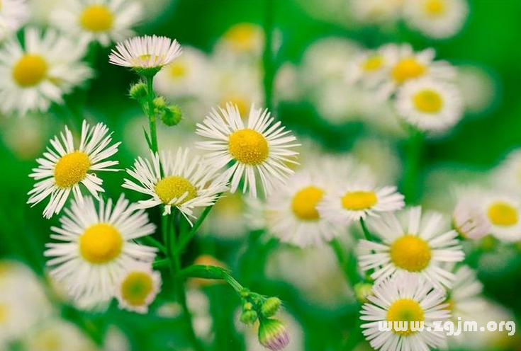 雛菊的花語