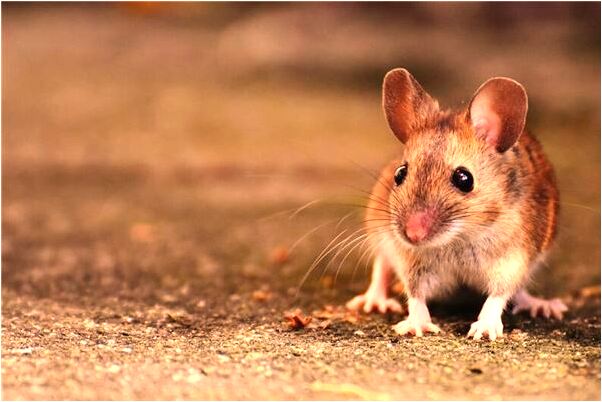 夢到了和兩個陌生男人做愛是什麼預兆？_周公解夢官網