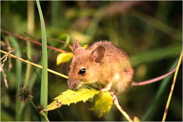 夢見我扇了老公小三一耳光是啥意思_周公解夢官網