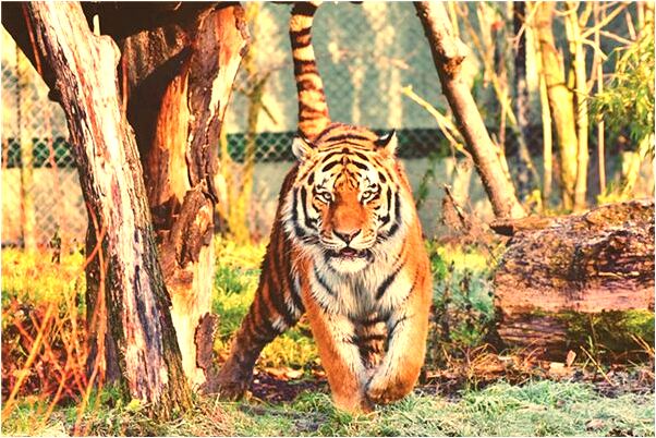 夢見同時月亮太陽怎么樣_周公解夢官網