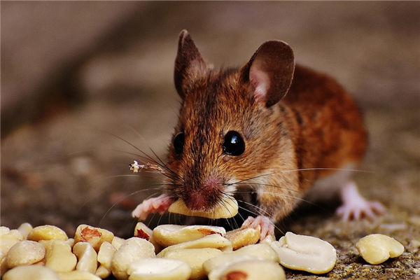 25歲什麼生肖和誰相配_十二生肖