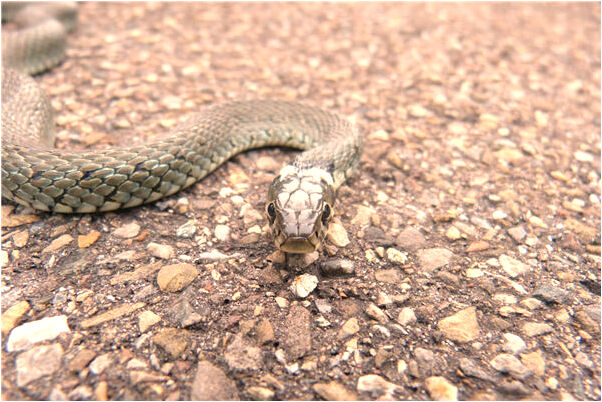 夢見背著已去逝的奶奶下樓梯有什麼含義_周公解夢官網