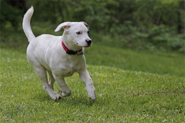 82年屬狗人有兒子嗎_十二生肖