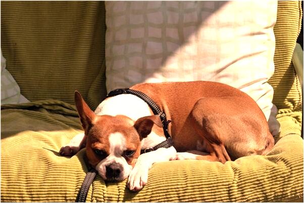 夢見男友生殖器有傷意味什麼_周公解夢官網