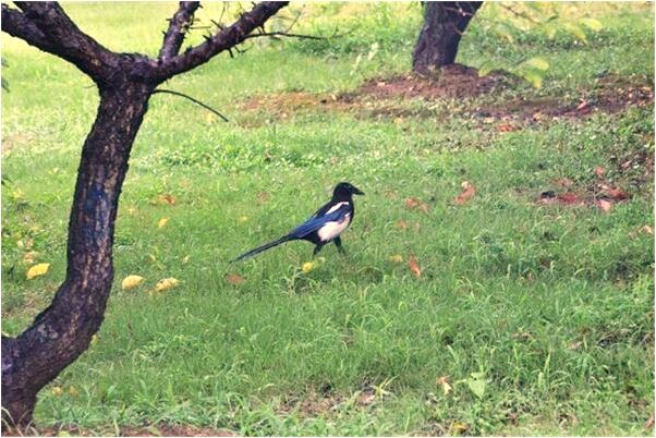 夢到山水樹木是什麼意思？_周公解夢官網