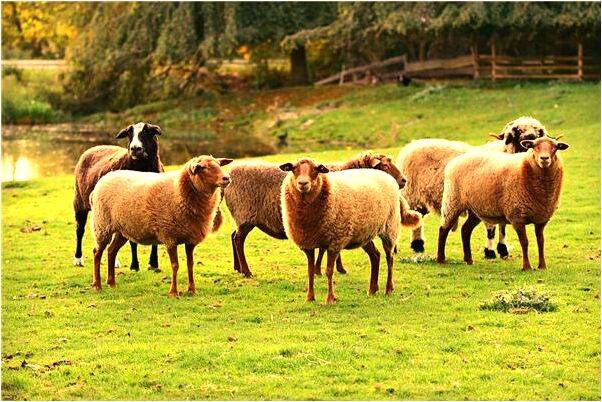 夢到親戚都開心有什麼預示嗎_周公解夢官網