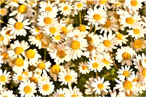 夢到了和喜歡的人籌辦婚禮意味著什麼_周公解夢官網