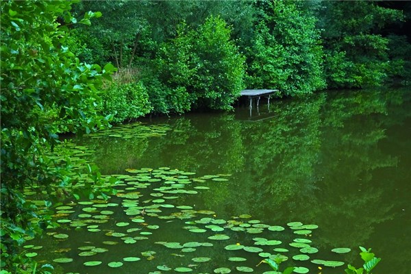 夢見糞池滿了會怎么樣_周公解夢