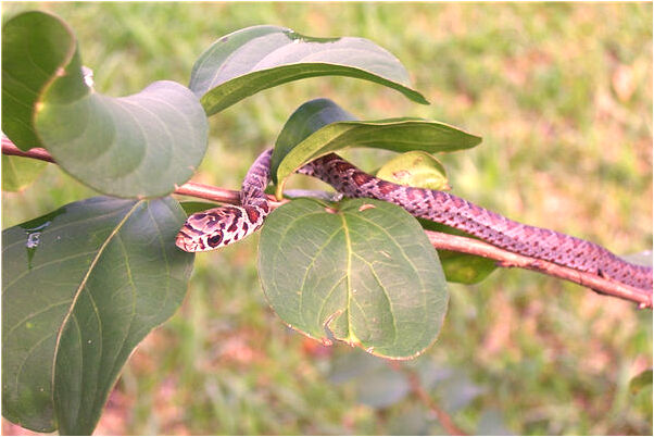 夢到了我流月經是什麼預兆_周公解夢官網