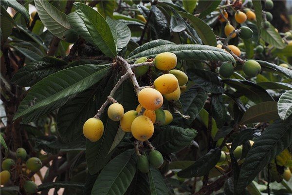 夢見批杷是什麼啟示_周公解夢