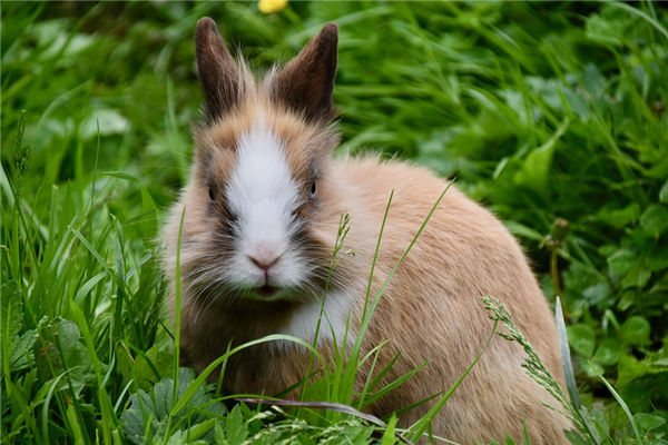 屬兔人的性格好壞_十二生肖
