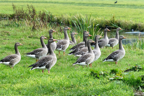 夢見抓大鵝預示什麼_周公解夢