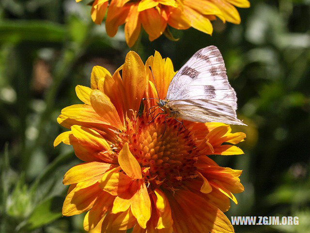 夢見丟東西又找到了_周公解夢夢到丟東西又找到了是什麼意思_做夢夢見丟東西又找到了好不好_周公解夢官網