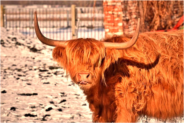 夢到了鄰居重新蓋房有什麼寓意嗎_周公解夢官網