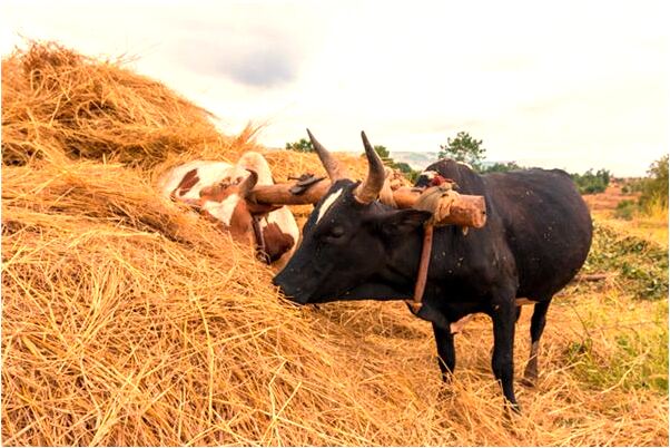 夢到和中年明星做愛啥意思_周公解夢官網