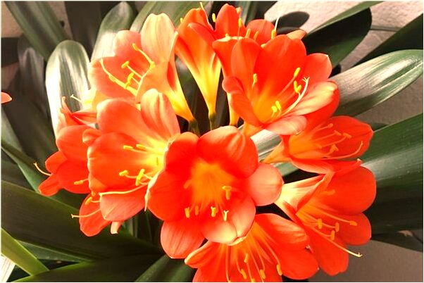 夢見冰凍的蛇是什麼意思？_周公解夢官網