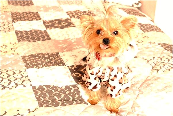 夢見人不在家著火了有什麼預示嗎_周公解夢官網