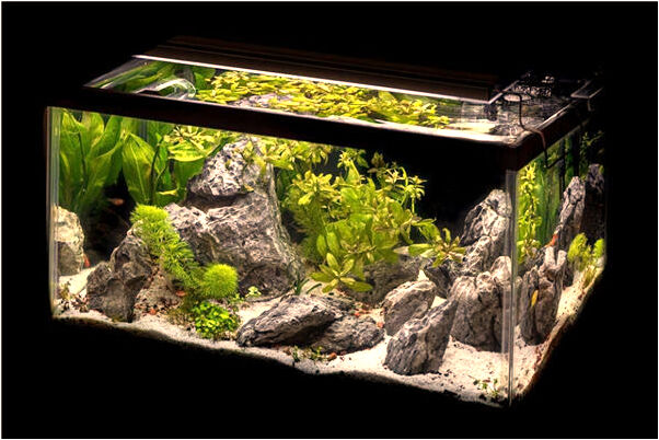 夢到我吃狗肉吃了一身狗毛是什麼徵兆_周公解夢官網