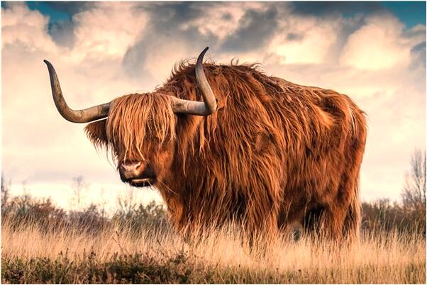 夢到了我和別人老婆睡覺是什麼啟示_周公解夢官網