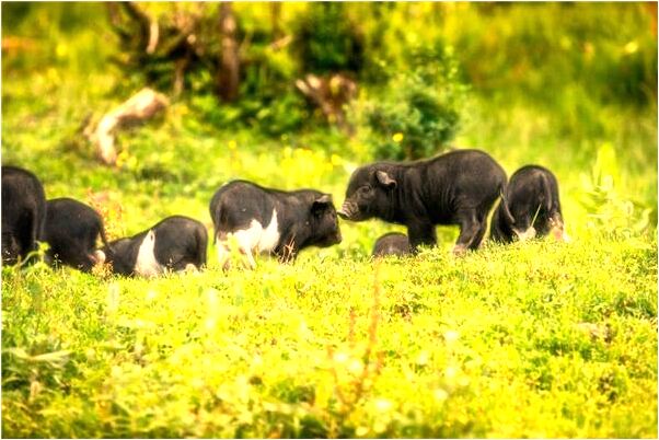 夢到了家中老人找自己有事是凶兆還是吉兆_周公解夢官網