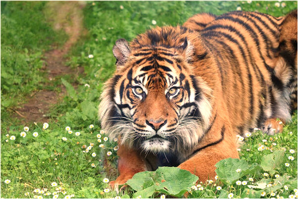 夢見幽默句子是什麼徵兆_周公解夢官網