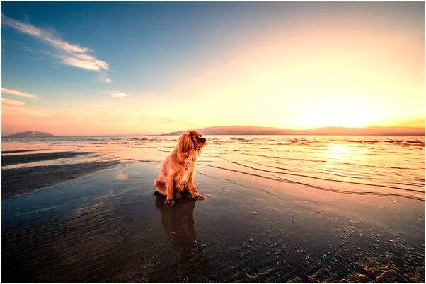 夢到了別人給了一些炒熟的仙貝是什麼啟示_周公解夢官網