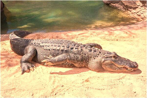 夢到了吃糞便預示著什麼_周公解夢官網