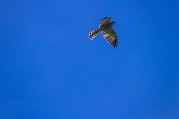 夢到鷹_周公解夢