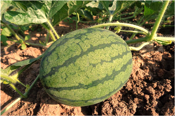 夢到在複印身份證和數錢好不好_周公解夢官網